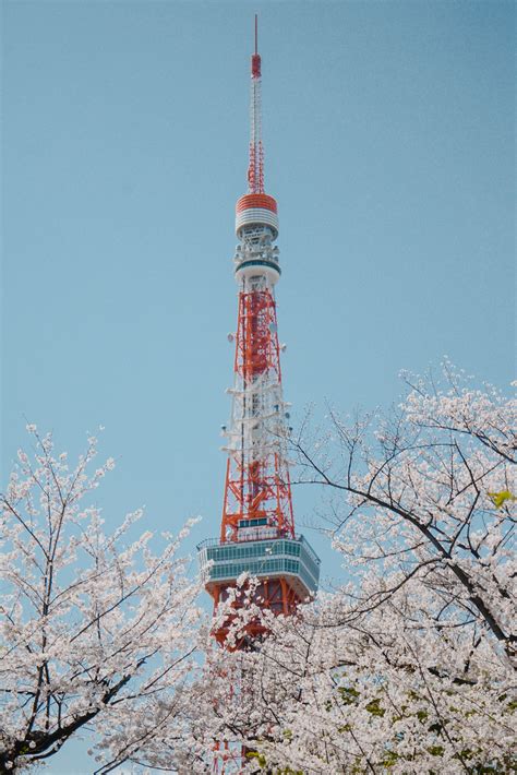 Tokyo's Not So Secret Cherry Blossoms Spots