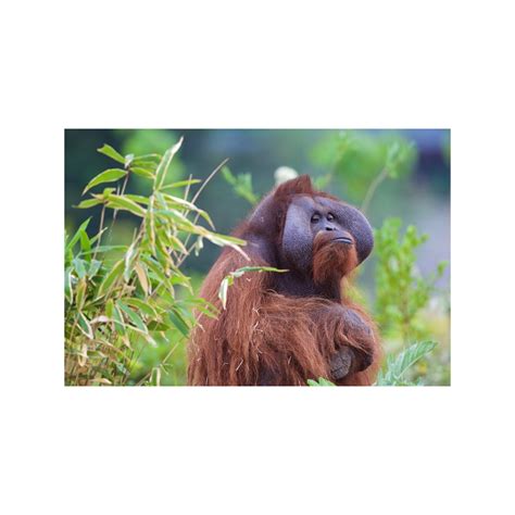 Orangutan Adoption Pack