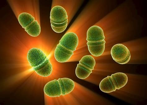 Enterococcus Faecalis: Causes and Treatment