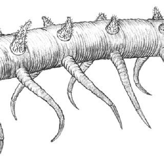 (PDF) A new species of Hallucigenia from the Cambrian Stage 4 Wulongqing Formation of Yunnan ...