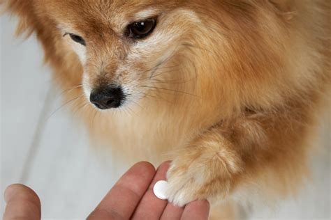 Metronidazole For Dogs: Everything You Need To Know | Dutch