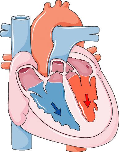 Diastole Systole Human Heart Infographic Diagram Showing How Blood Fill ...