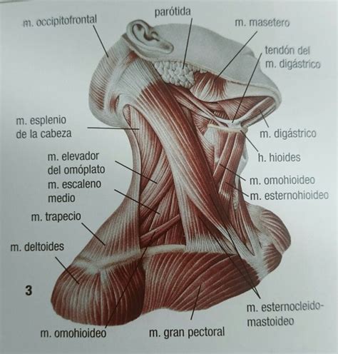 Musculos cuello | Músculos del cuello, Anatomia humana musculos, Cuello ...