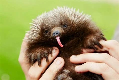 Super Cute Baby Echidna! | Unusual animals, Australian native animals ...