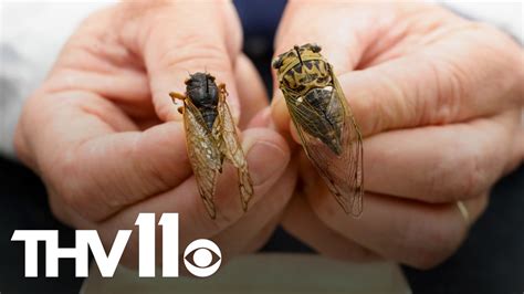 Brood X cicadas emerging after 17 years underground | thv11.com