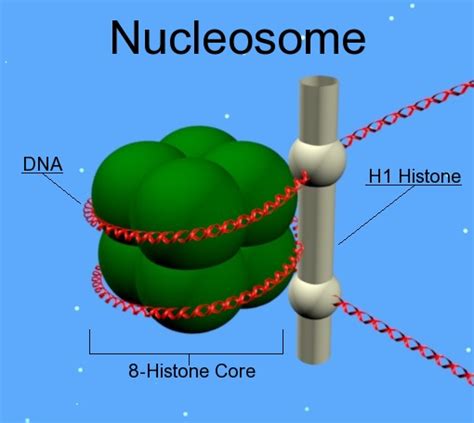 File:Nucleosome.jpg - Wikipedia