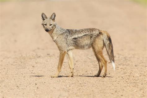 Fossil find introduces a new ancestor to the jackal family tree