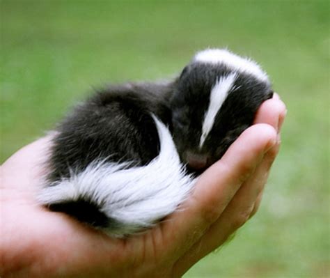 Take time to stop and smell the roses! | Sleeping animals, Baby skunks ...