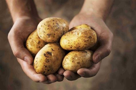 the purchase price of potato nutrition in Rome - Arad Branding