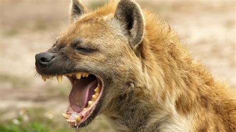 Female hyenas and their big penises - the sad reality of nature's truest matriarchy - DNB ...