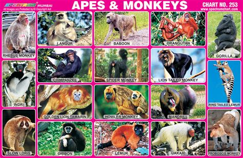 Spectrum Educational Charts: Chart 253 - Apes & Monkeys