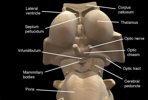 Anatomy Lab Tips & Diagrams - Nervous, Sensory, Urinary & Reproductive