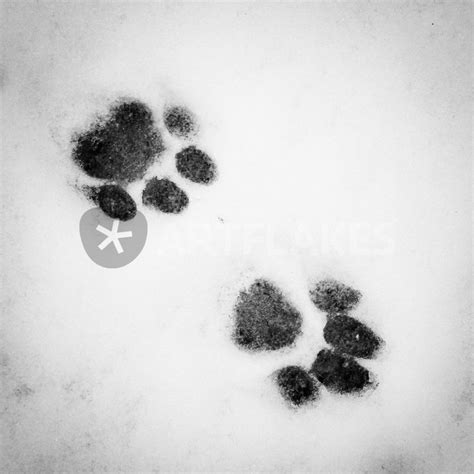 "Cat tracks in the snow" Photography art prints and posters by tr-design - ARTFLAKES.COM