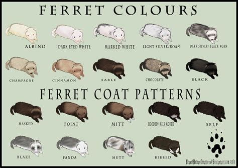 Ferret Colour and Coat Pattern Chart by WeaselWomanCreations on DeviantArt