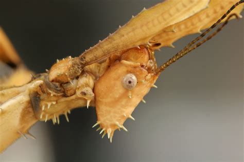 File:Australian Leaf Insect, portrait.jpg - Wikipedia