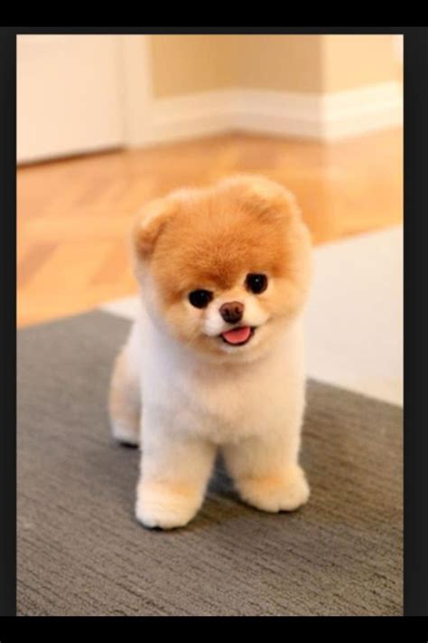 Short Hair Pomeranian Puppy