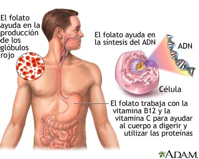 Beneficios de la vitamina B9: MedlinePlus enciclopedia médica illustración