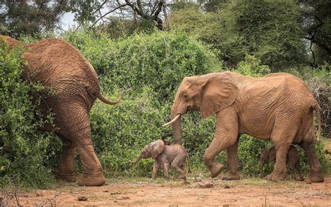 Rare baby elephant twins born in Kenya