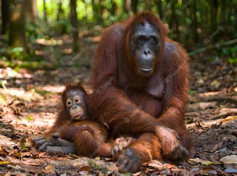 Premium Photo | Female of the orangutan with a baby on ground. indonesia. the island of ...