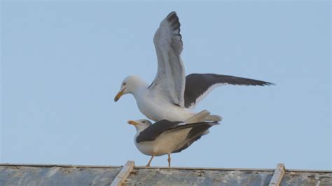 Free photo: Seagull - Animal, Ocean, Ornithology - Free Download - Jooinn