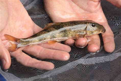 Maryland Biodiversity Project - Northern Hogsucker (Hypentelium nigricans)