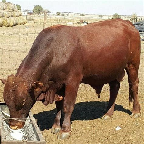 Nguni Cattle - Cayden James Farm