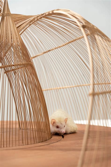 Hedgehog’s Dilemma_Art Installation by MARS Studio - Architizer