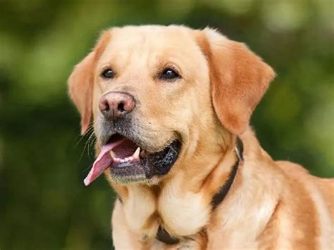 The 9 Best Emotional Support Dog Breeds