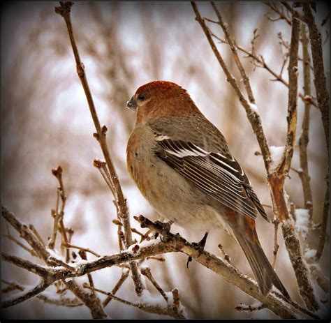 Female Pine Grosbeak by JocelyneR on DeviantArt