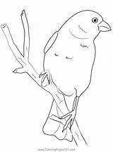Yellow Canary Bird Coloring Page For Kids  Free Finches Printable sketch template