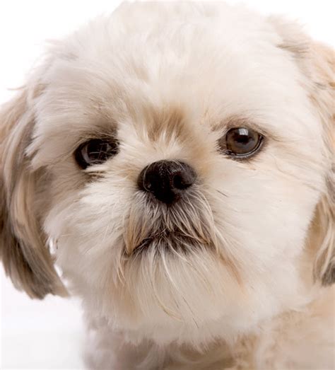 How To Care For Shih Tzus | VIDA Veterinary Care