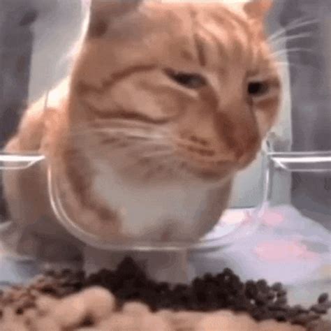 Sus Cat GIF - Sus cat - Discover & Share GIFs