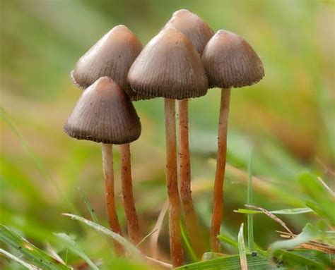 Psilocybe Semilanceata