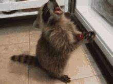 Hungry Raccoon GIFs | Tenor