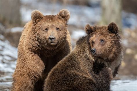 Premium Photo | Two brown bear in the forest up close. wildlife scene from spring nature. wild ...