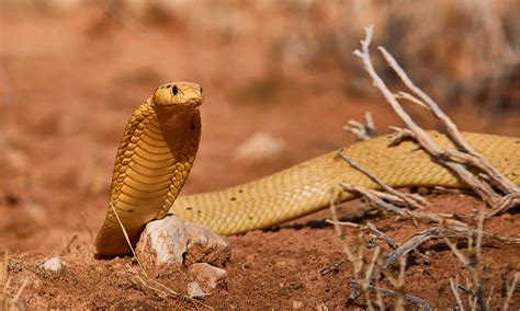 Cape Cobra Bite: Why it has Enough Venom to Kill 9 Humans & How to Treat It - A-Z Animals