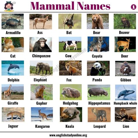 List of Mammals: 50+ Popular Mammal Names with Examples and ESL Pictures - English Study Online