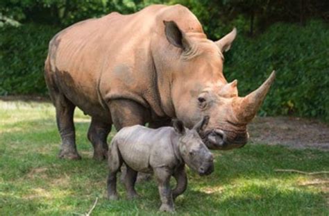 New Baby Rhino's Name Chosen By... Her Father: NC Zoo | Charlotte, NC Patch