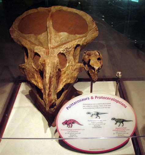 Louisville Fossils and Beyond: Psittacosaurus & Protoceratops & Bagaceratops