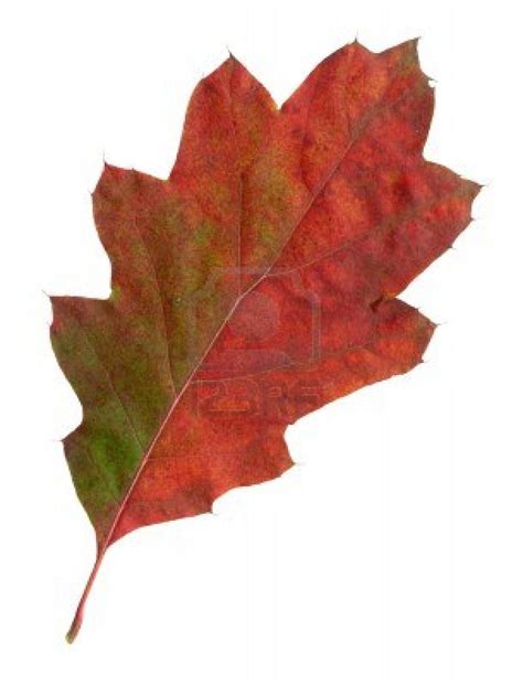 Red Oak Leaf, Oak Leaves, Mighty Oaks, Gcse Art, Oak Tree, Art Reference, Tattoo, Drawings, Leaves