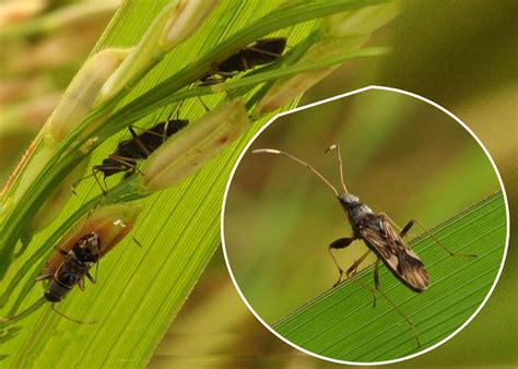 Pest attacks in Mayurbhanj upset farmers - OrissaPOST