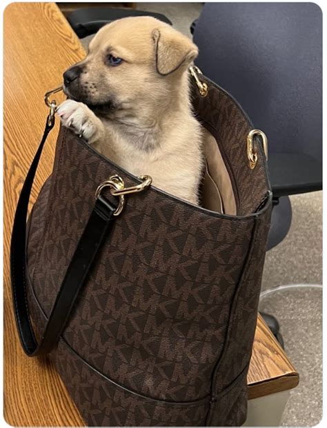 Puppy in Designer Handbag Thrown From Car During Police Chase