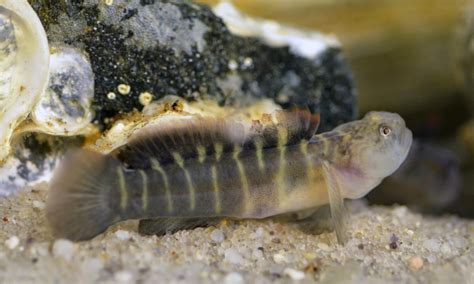 Virginia Fishes: Our new "Oyster Reef Ecosystem" exhibit: striped burrfish, blennies ...