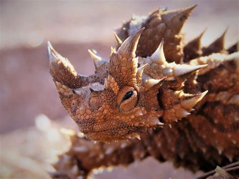 Spiny Animals: 12 Creatures With Prickles On Their Bodies - WhatDeWhat