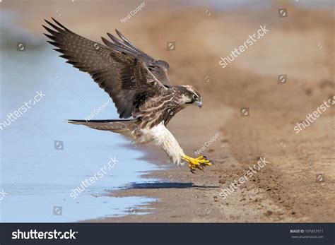 Falcon Legs Stock Photos - 2,683 Images | Shutterstock