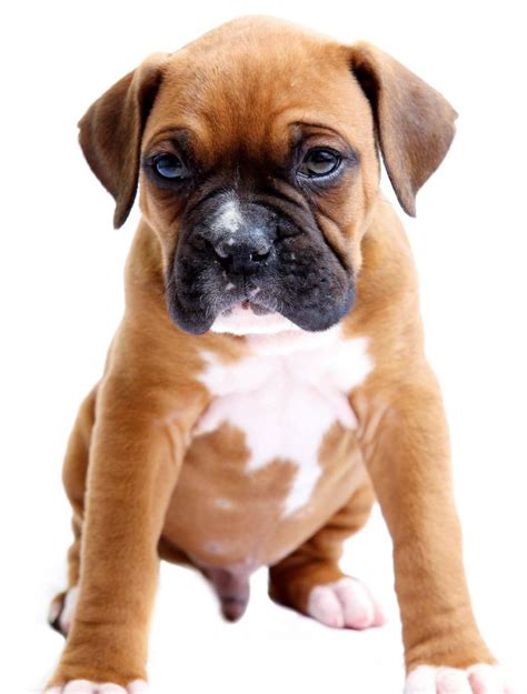 Miniature mini boxer puppies - feliksigma