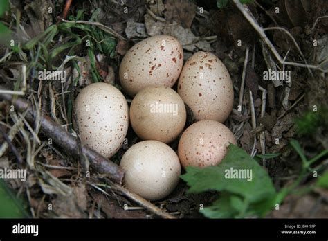 Nest with six eggs of Hazel Grouse (Bonasa bonasia Stock Photo - Alamy