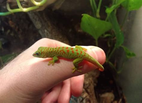 Phelsuma Grandis | in Maryhill, Glasgow | Gumtree