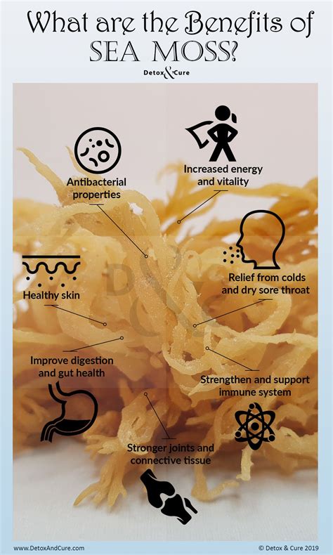 Irish Sea Moss Benefits and Side Effects - Detox & Cure - Sea Moss ...