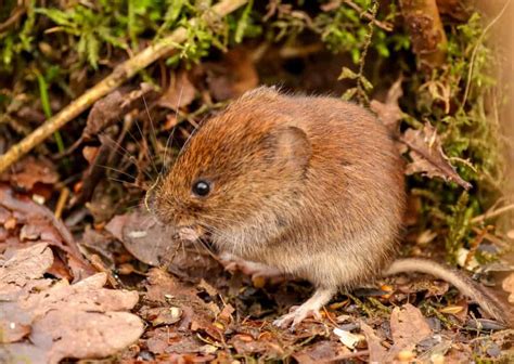 Vole Vs Mouse - How To Tell The Difference And How To Manage Each - How ...